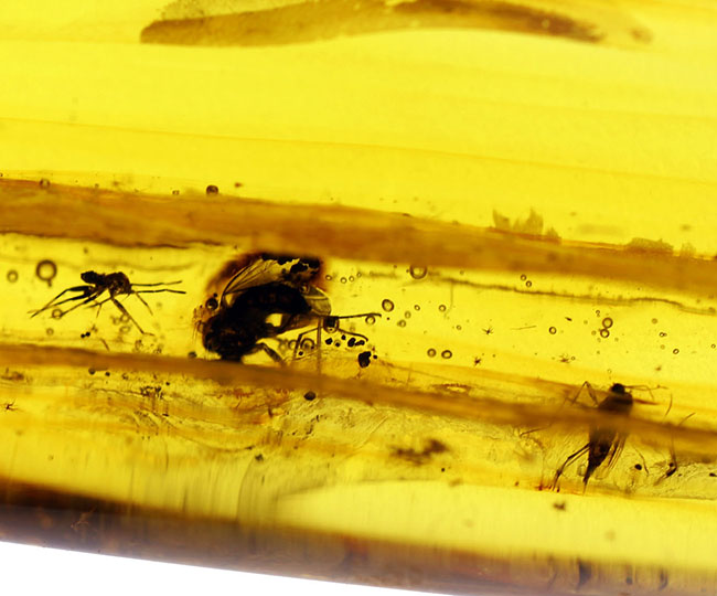 ビッグサイズ！４センチサイズのバルト海産虫入り琥珀（Amber）。クモを含む多数の虫が内包。（その7）