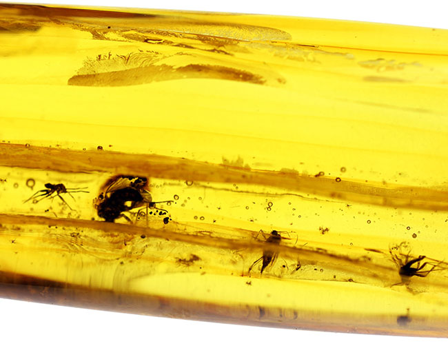 ビッグサイズ！４センチサイズのバルト海産虫入り琥珀（Amber）。クモを含む多数の虫が内包。（その8）