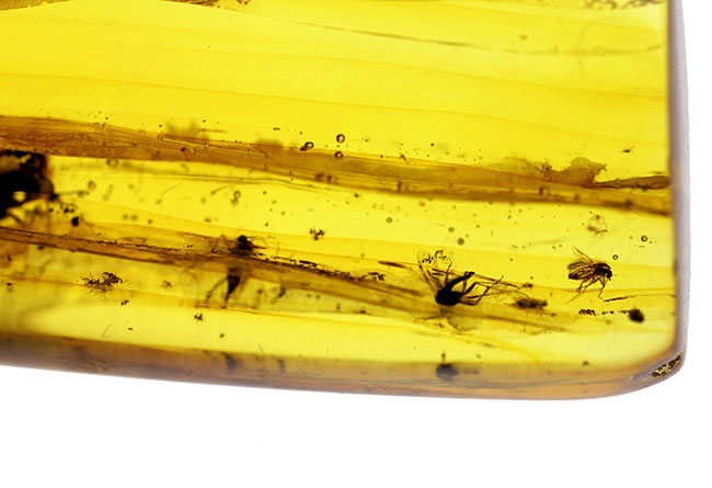 ビッグサイズ!4センチサイズのバルト海産虫入り琥珀(Amber)。クモを含む多数の虫が内包。(その9)