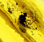 ビッグサイズ！４センチサイズのバルト海産虫入り琥珀（Amber）。クモを含む多数の虫が内包。