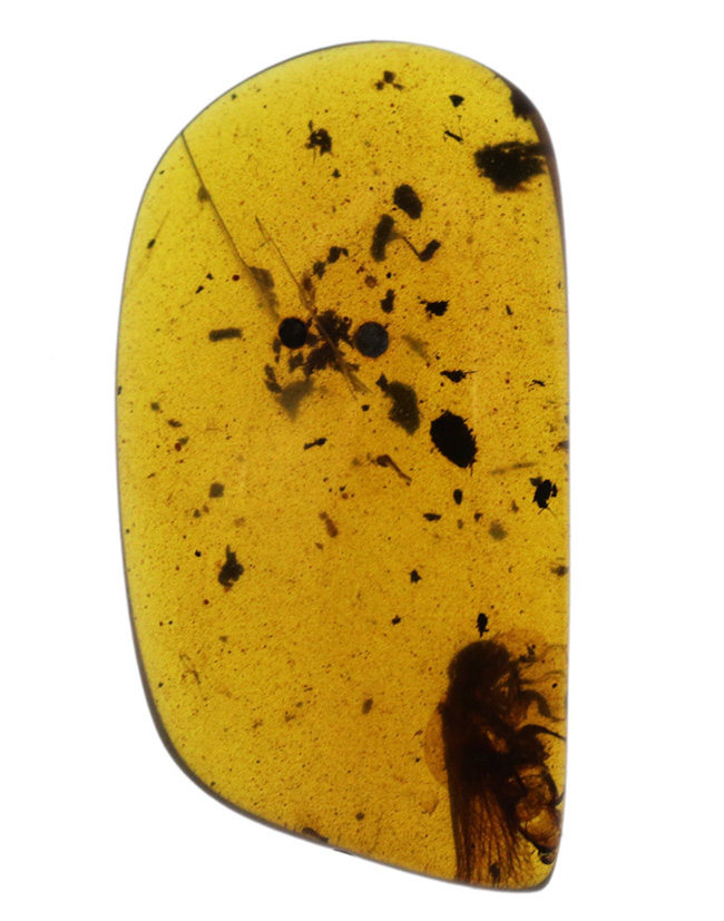 およそ1億年前(恐竜時代)に起源を持つ、シロアリ目の虫を内包した、ミャンマー産琥珀(Amber)(その2)