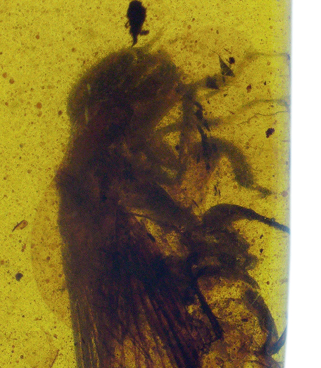 およそ1億年前(恐竜時代)に起源を持つ、シロアリ目の虫を内包した、ミャンマー産琥珀(Amber)(その3)