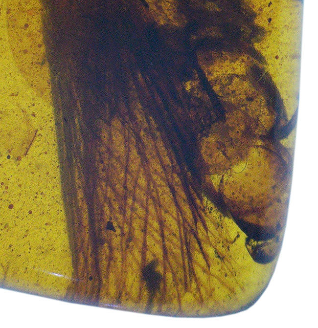 およそ１億年前（恐竜時代）に起源を持つ、シロアリ目の虫を内包した、ミャンマー産琥珀（Amber）（その4）