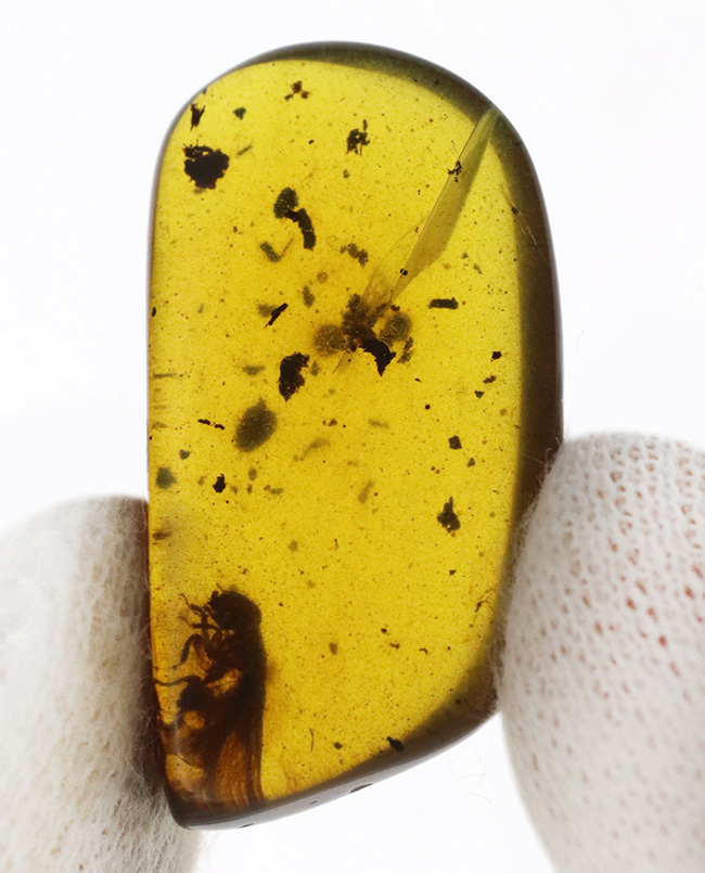 およそ１億年前（恐竜時代）に起源を持つ、シロアリ目の虫を内包した、ミャンマー産琥珀（Amber）（その6）