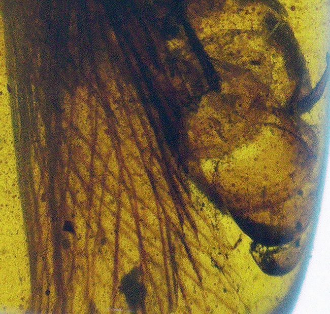 およそ1億年前(恐竜時代)に起源を持つ、シロアリ目の虫を内包した、ミャンマー産琥珀(Amber)(その7)