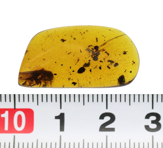 およそ1億年前(恐竜時代)に起源を持つ、シロアリ目の虫を内包した、ミャンマー産琥珀(Amber)(その8)