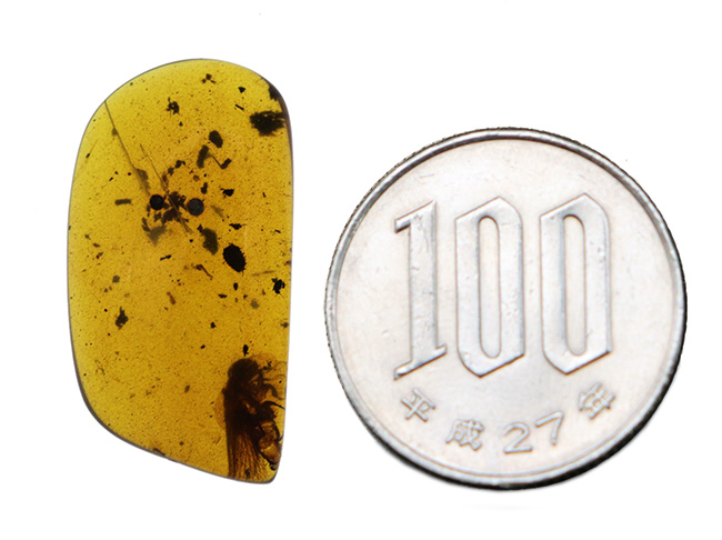 およそ1億年前(恐竜時代)に起源を持つ、シロアリ目の虫を内包した、ミャンマー産琥珀(Amber)(その9)