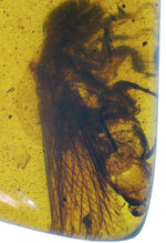 およそ１億年前（恐竜時代）に起源を持つ、シロアリ目の虫を内包した、ミャンマー産琥珀（Amber）