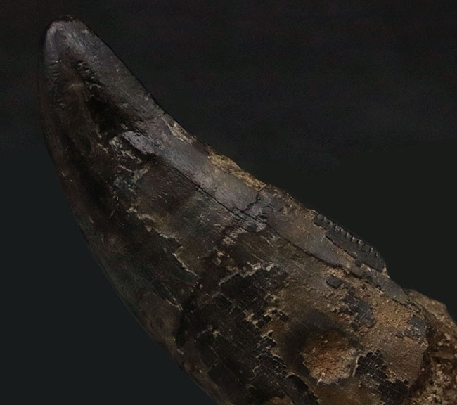 ２０年以上経過して登場！迫力ある見た目とサイズを兼ね備えた、黒褐色のダスプレトサウルス・トロスス（Daspletosaurus torosus）の極太歯（その9）