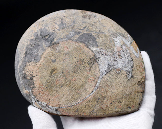 人気！直径最大部１３４ミリに達する大判のゴニアタイト（Goniatite）の化石（その7）