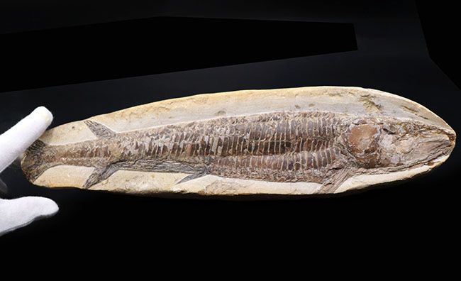 立派!34センチオーバー!ブラジル・セアラ州産の古代魚、ビンクティフェル(Vinctifer)の全身化石(その1)