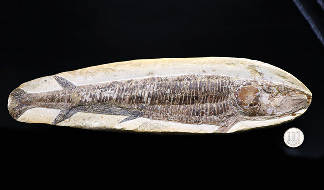 立派！３４センチオーバー！ブラジル・セアラ州産の古代魚、ビンクティフェル（Vinctifer）の全身化石（その10）