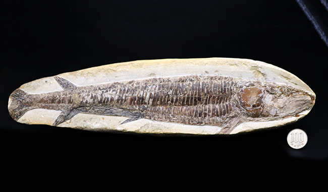 立派!34センチオーバー!ブラジル・セアラ州産の古代魚、ビンクティフェル(Vinctifer)の全身化石(その10)
