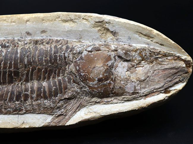 立派！３４センチオーバー！ブラジル・セアラ州産の古代魚、ビンクティフェル（Vinctifer）の全身化石（その2）