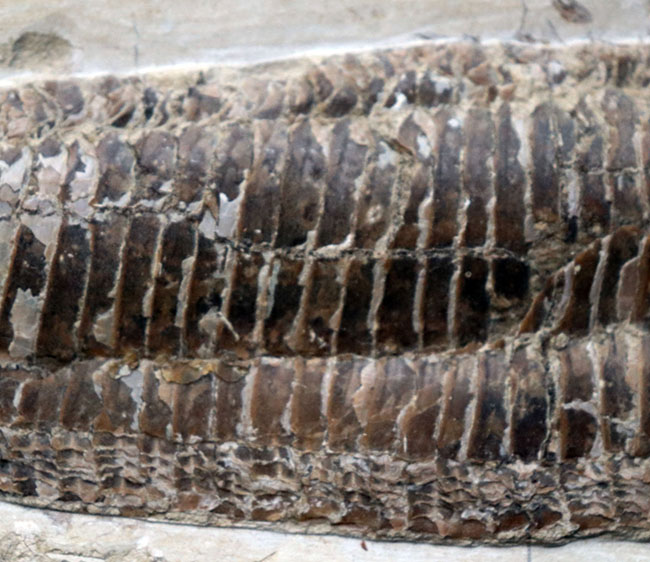 立派！３４センチオーバー！ブラジル・セアラ州産の古代魚、ビンクティフェル（Vinctifer）の全身化石（その3）