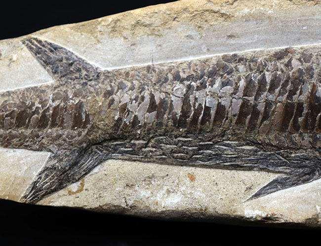 立派！３４センチオーバー！ブラジル・セアラ州産の古代魚、ビンクティフェル（Vinctifer）の全身化石（その4）