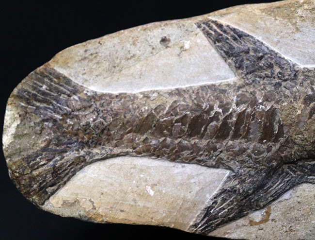 立派！３４センチオーバー！ブラジル・セアラ州産の古代魚、ビンクティフェル（Vinctifer）の全身化石（その5）
