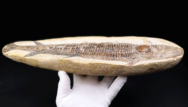 立派！３４センチオーバー！ブラジル・セアラ州産の古代魚、ビンクティフェル（Vinctifer）の全身化石（その6）