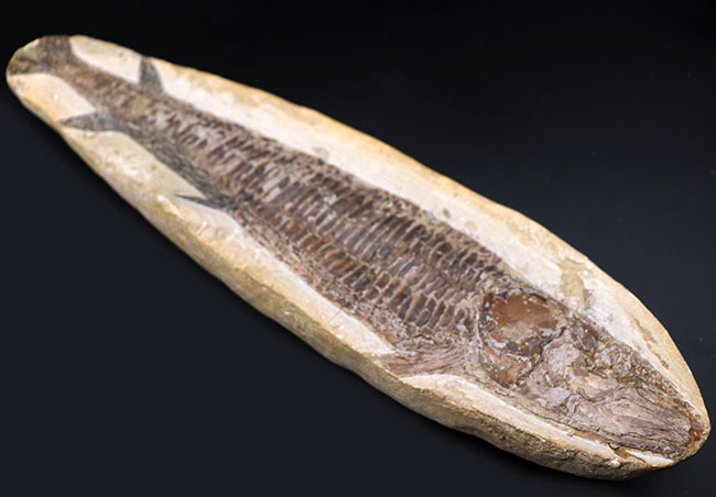立派!34センチオーバー!ブラジル・セアラ州産の古代魚、ビンクティフェル(Vinctifer)の全身化石(その7)