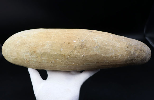 立派!34センチオーバー!ブラジル・セアラ州産の古代魚、ビンクティフェル(Vinctifer)の全身化石(その8)
