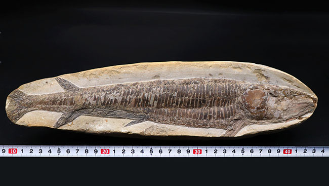 立派！３４センチオーバー！ブラジル・セアラ州産の古代魚、ビンクティフェル（Vinctifer）の全身化石（その9）