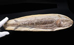 立派！３４センチオーバー！ブラジル・セアラ州産の古代魚、ビンクティフェル（Vinctifer）の全身化石