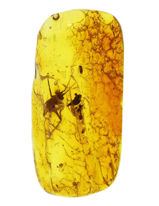 ベリーベリーレア!物言いたげなコオロギ科の虫が内包された美しくバルティックアンバー(Amber)。約4000万年前の針葉樹の樹脂の化石(その2)