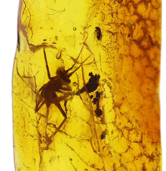 ベリーベリーレア!物言いたげなコオロギ科の虫が内包された美しくバルティックアンバー(Amber)。約4000万年前の針葉樹の樹脂の化石(その3)