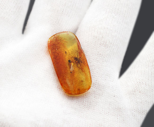 ベリーベリーレア!物言いたげなコオロギ科の虫が内包された美しくバルティックアンバー(Amber)。約4000万年前の針葉樹の樹脂の化石(その4)