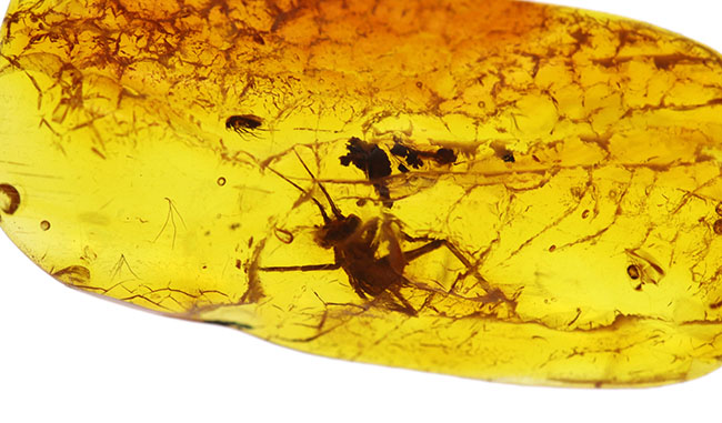 ベリーベリーレア!物言いたげなコオロギ科の虫が内包された美しくバルティックアンバー(Amber)。約4000万年前の針葉樹の樹脂の化石(その5)