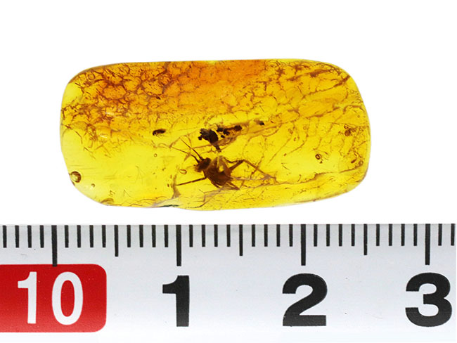 ベリーベリーレア!物言いたげなコオロギ科の虫が内包された美しくバルティックアンバー(Amber)。約4000万年前の針葉樹の樹脂の化石(その8)