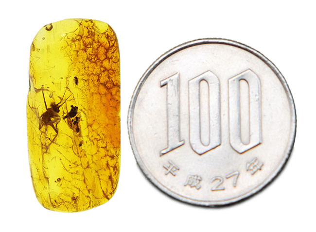 ベリーベリーレア！物言いたげなコオロギ科の虫が内包された美しくバルティックアンバー（Amber）。約４０００万年前の針葉樹の樹脂の化石（その9）