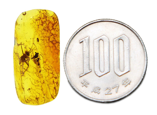 ベリーベリーレア!物言いたげなコオロギ科の虫が内包された美しくバルティックアンバー(Amber)。約4000万年前の針葉樹の樹脂の化石(その9)