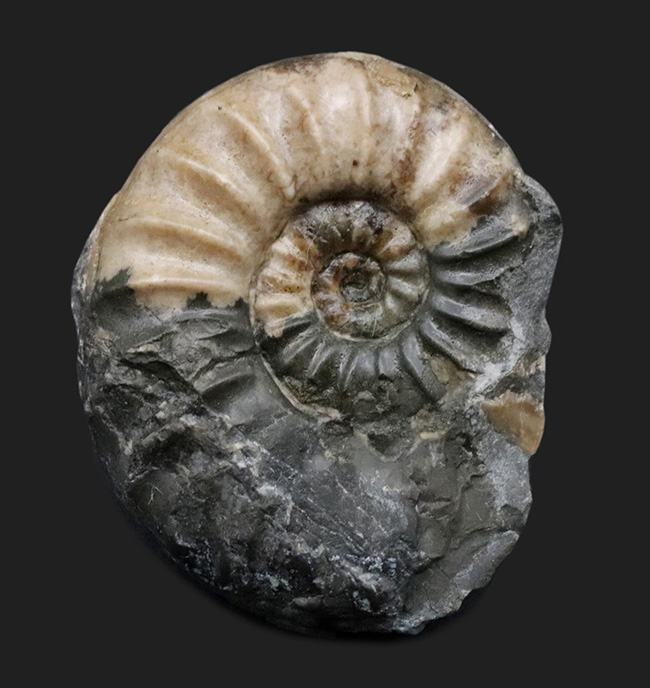 イングランド・ドーセット産、今や数少ない、ジュラ紀を代表するアンモナイトの一つ、アステロセラス（Asteroceras）の化石（その1）