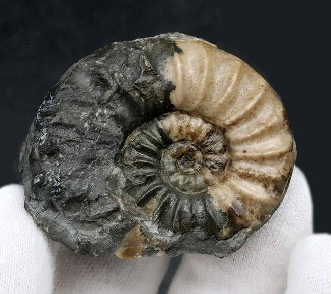 イングランド・ドーセット産、今や数少ない、ジュラ紀を代表するアンモナイトの一つ、アステロセラス(Asteroceras)の化石(その2)