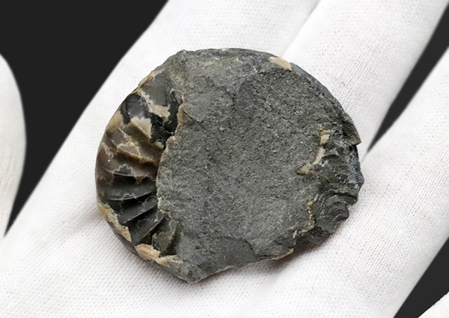 イングランド・ドーセット産、今や数少ない、ジュラ紀を代表するアンモナイトの一つ、アステロセラス（Asteroceras）の化石（その5）