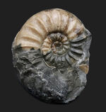 イングランド・ドーセット産、今や数少ない、ジュラ紀を代表するアンモナイトの一つ、アステロセラス（Asteroceras）の化石