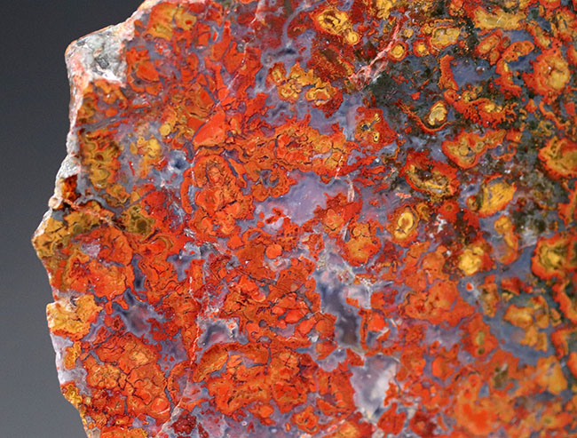 11センチ超の大判!極めて赤い!希少なハンガリー産のストロマトライト含有型の赤メノウ(Agate)(その4)