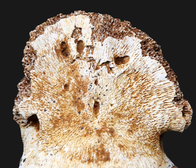 ベリーベリーレア!29年の時を経て登場!恐竜のヘビーコレクターの宝物、エドモントサウルス(Edomontosaurs)の前足の蹄(ひづめ)の化石(その3)