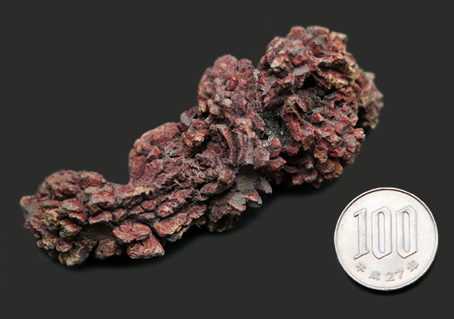 化石『恐竜の糞化石』コプロライト 希少 標本 稀石 生痕 草食