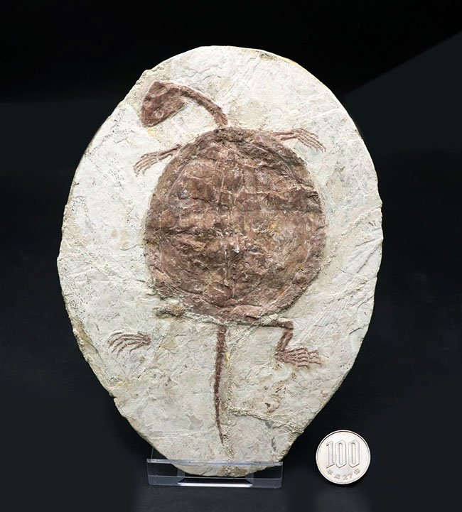 入手困難！希少なオールドコレクション！全形が完全に保存された、白亜紀の亀、マンチュロケリスの全身化石（その16）