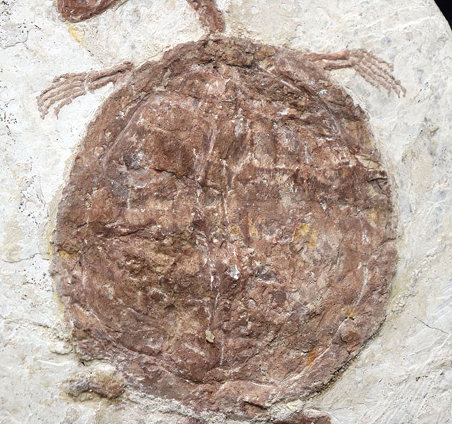 超希少‼‼】カスモサウルス 歯化石 白亜紀後期 モンタナ産 （～7400万年