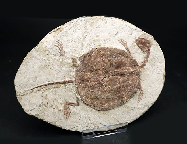 入手困難！希少なオールドコレクション！全形が完全に保存された、白亜紀の亀、マンチュロケリスの全身化石（その5）