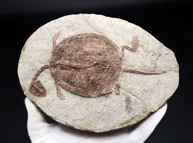 入手困難！希少なオールドコレクション！全形が完全に保存された、白亜紀の亀、マンチュロケリスの全身化石（その6）