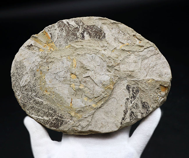 入手困難！希少なオールドコレクション！全形が完全に保存された、白亜紀の亀、マンチュロケリスの全身化石（その7）