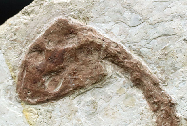 入手困難！希少なオールドコレクション！全形が完全に保存された、白亜紀の亀、マンチュロケリスの全身化石（その8）