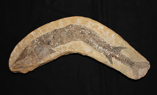 ブラジル産の1億年前の古代魚ヴィンクティフェル（その1）
