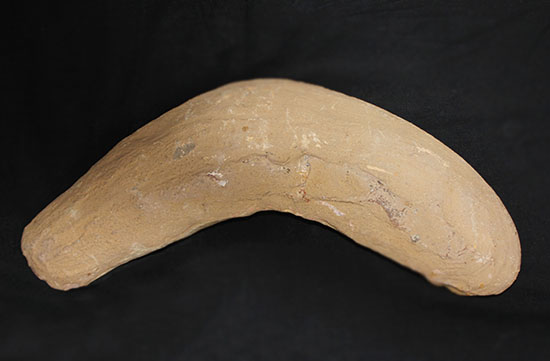 ブラジル産の1億年前の古代魚ヴィンクティフェル（その10）