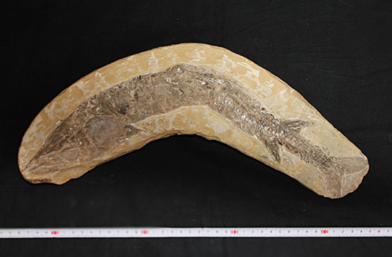 ブラジル産の1億年前の古代魚ヴィンクティフェル（その11）