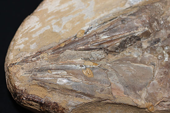ブラジル産の1億年前の古代魚ヴィンクティフェル（その12）